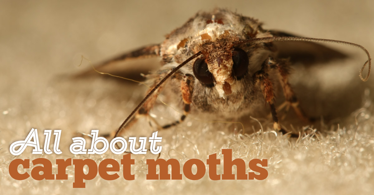 Carpet Moths: How To Get Rid Of Carpet Moth And Restore Your Carpet