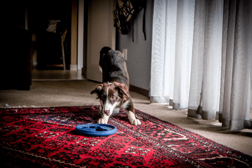 Rug Cleaning in Lee’s Summit