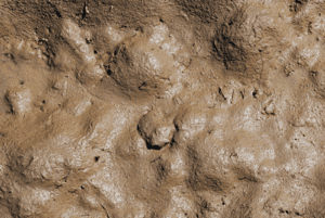 Carpet Cleaning in Lee's Summit