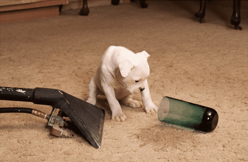 Carpet Cleaning in Lee’s Summit