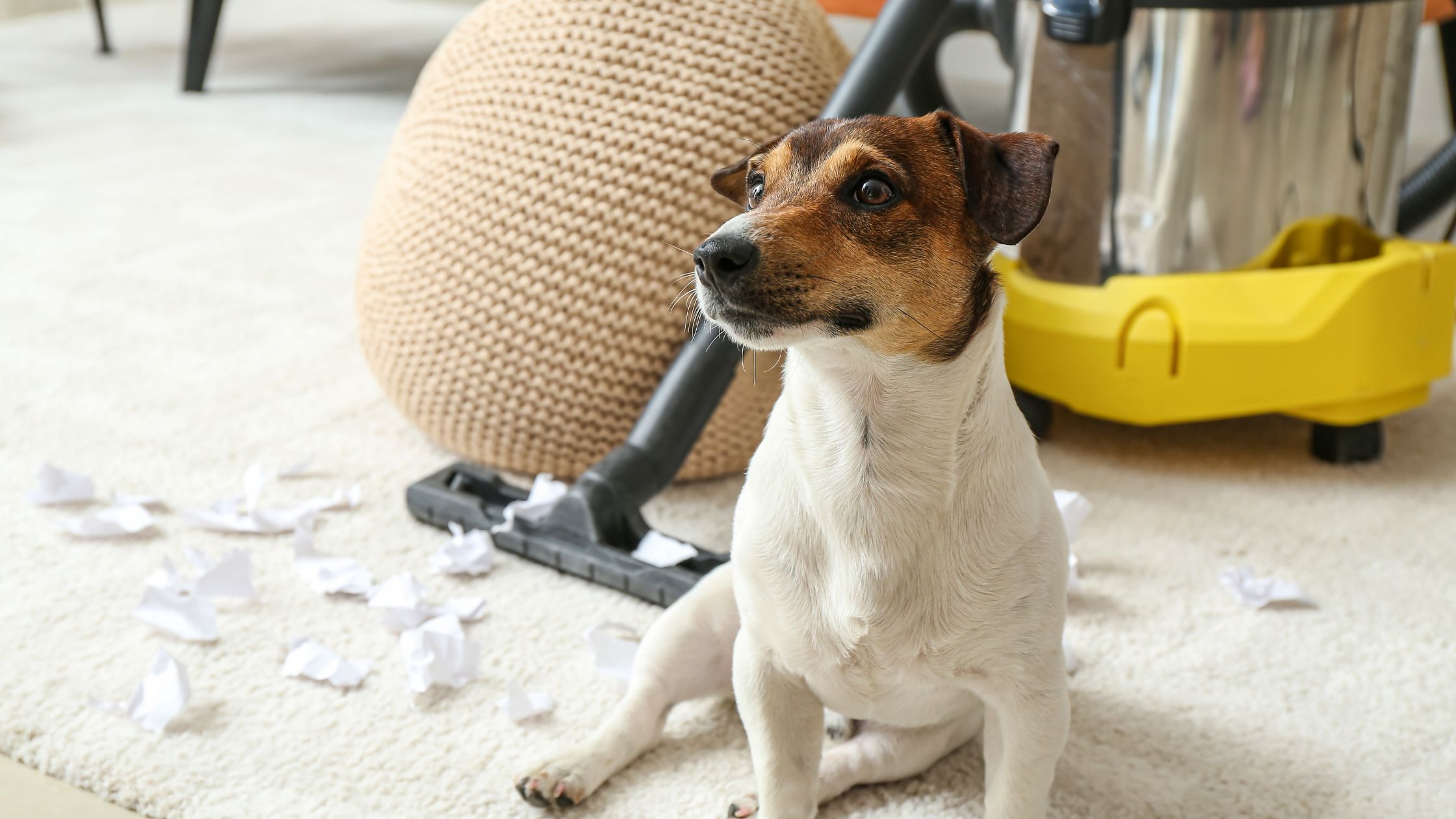 Pet Stain Removal in Overland Park