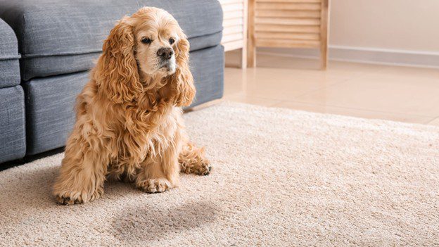 Pet Stain Removal in Prairie Village