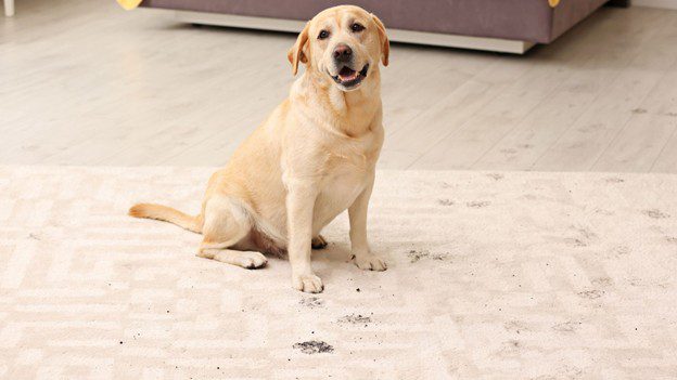 Pet Stain Removal in Prairie Village