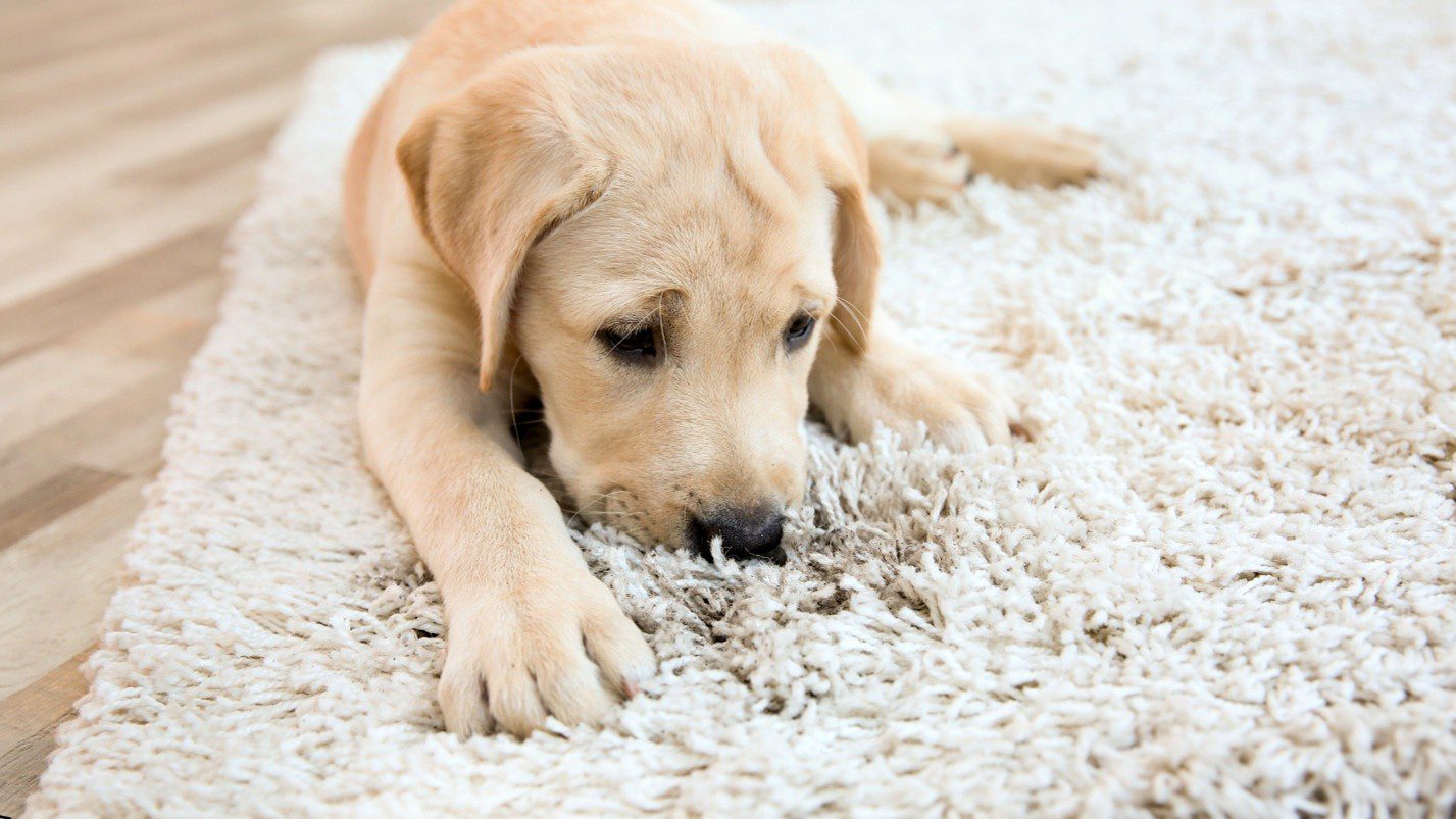pet odor removal in Mission Hills