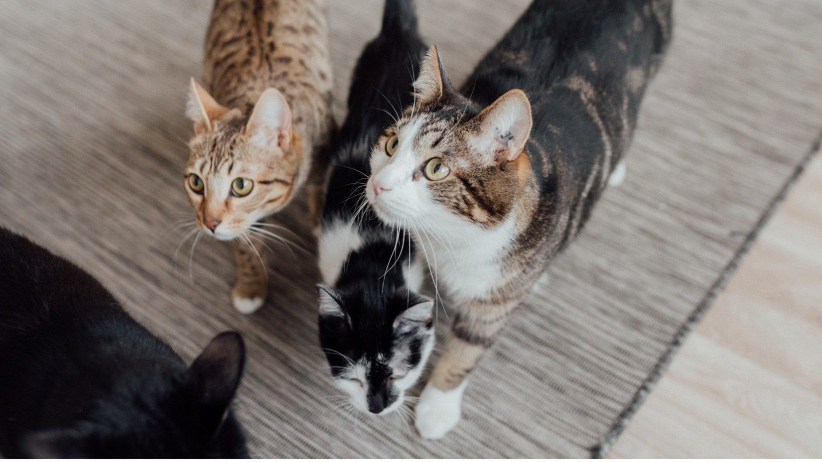 pet odor removal in Parkville