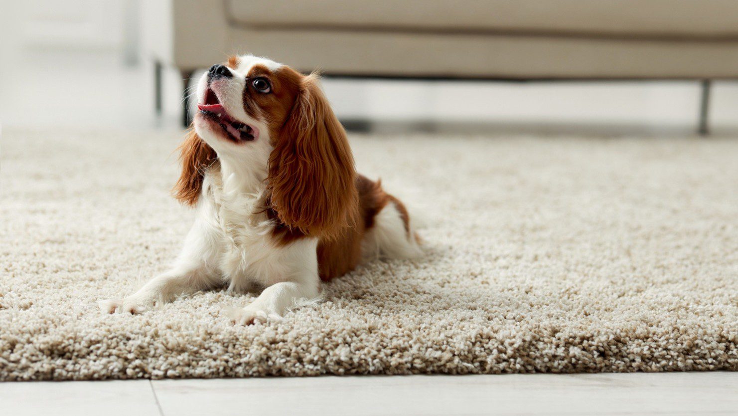 residential pet odor removal in Leawood