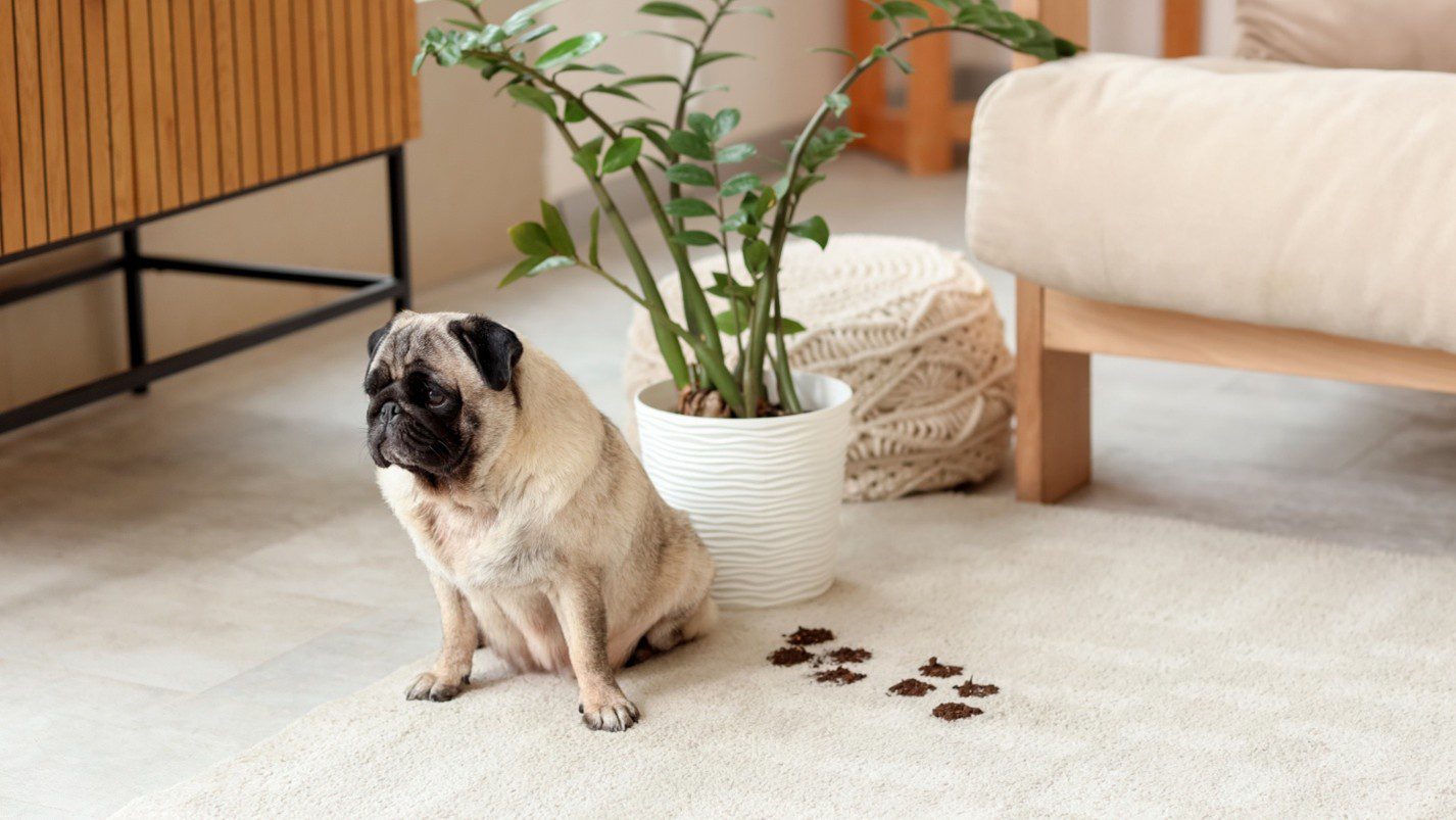 residential pet odor removal in Leawood